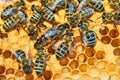 Macro photo of a bee hive on a honeycomb with copyspace. Bees produce fresh, healthy, honey. queen bee. Beekeeping