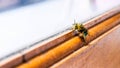 Macro photo of a bee hive