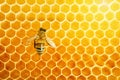 Macro photo of a bee on a honeycomb. National honey bee day. September honey month