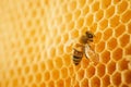 Macro photo of a bee on a honeycomb. National honey bee day. September honey month