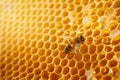 Macro photo of a bee on a honeycomb. National honey bee day. September honey month