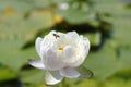 Macro photo of bee with lotus flower it may be design to your design graphic Royalty Free Stock Photo