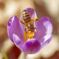 Macro photo of bee pollinate crocus
