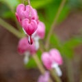 Macro photo of beeding heart flowers, also known as `lady in the bath`or lyre flower, photographed in Surrey, UK. Royalty Free Stock Photo