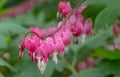 Macro photo of beeding heart flowers, also known as `lady in the bath`or lyre flower, photographed in Surrey, UK. Royalty Free Stock Photo