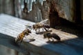 Macro photo of bees at the wooden entrance of an old hive