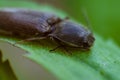 macro photo of a beetle