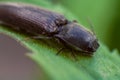 macro photo of a beetle