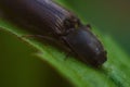 macro photo of a beetle