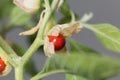 Macro photo of a berry on a Ashwagandha plant, Withania somnifera