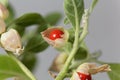 Macro photo of a berry on a Ashwagandha plant, Withania somnifera