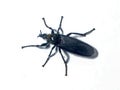 macro photo of Bibio marci insect