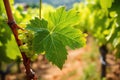 macro photo of a biodynamic grape with leaves in background