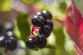 Macro black berry in sunny day with green and purple leaves