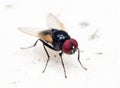 Macro Photo of Black Blowfly on White Floor