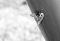 Black and white photo of a black bold jumping spider eating a butterfly Royalty Free Stock Photo
