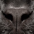 Macro photo of a black cat`s nose Royalty Free Stock Photo