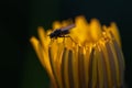 Macro photo of a black fly sitting on a dandelion