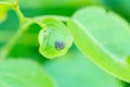 Macro photo of black heart shaped eggs of insect bugs on a green leaf of apple tree in summer