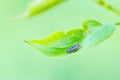 Macro photo of black heart shaped eggs of insect bugs on a green leaf of apple tree in summer Royalty Free Stock Photo