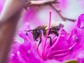 A macro photo of a black-yellow bee that collects pollen in a pink flower Royalty Free Stock Photo
