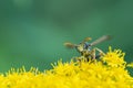 a macro photo a black and yellow wasp eats flower pollen Royalty Free Stock Photo