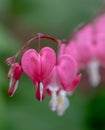 Macro photo of bleeding heart flowers, also known as `lady in the bath`or lyre flower, photographed in Surrey, UK. Royalty Free Stock Photo