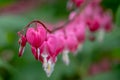 Macro photo of bleeding heart flowers, also known as `lady in the bath`or lyre flower, photographed in Surrey, UK. Royalty Free Stock Photo