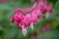 Macro photo of bleeding heart flowers, also known as `lady in the bath`or lyre flower, photographed in Surrey, UK. Royalty Free Stock Photo