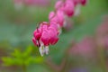 Macro photo of beeding heart flowers, also known as `lady in the bath`or lyre flower, photographed in Surrey, UK. Royalty Free Stock Photo