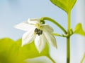 photo of a blooming chili pepper flower. white Bud blooms
