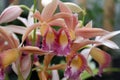 Macro Photo of Blooming Phaius Dan Rosenberg Orchids Royalty Free Stock Photo