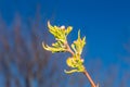 Macro photo of blooming Pyrus calleryana Chanticleer Royalty Free Stock Photo