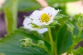 Macro photo of blooming strawberry white flower with bud on bush Royalty Free Stock Photo