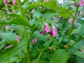 Macro photo of blooming Symphytum Comfrey flower