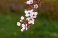 Macro photo of blossom of cherry tree