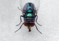 Macro Photo of Blowfly on White Floor