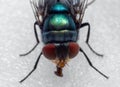 Macro Photo of Blowfly on White Floor