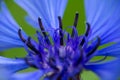 Macro photo of blue blossom cornflower Royalty Free Stock Photo