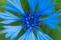 Macro photo of blue blossom cornflower with blured green background