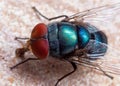 Macro Photo of Blue Blow Fly on The Floor Royalty Free Stock Photo