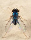 Macro Photo of Blue Blow Fly on The Wall Royalty Free Stock Photo