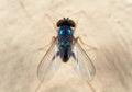 Macro Photo of Blue Blow Fly on The Wall Royalty Free Stock Photo