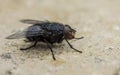 A macro photo of a Blue-bottle fly on a stone Background Royalty Free Stock Photo