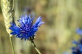 macro photo of a blue cornflower in the wheat field Royalty Free Stock Photo