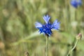 macro photo of a blue cornflower in the wheat field Royalty Free Stock Photo