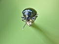 Blue mint beetle - Macro Shot Royalty Free Stock Photo