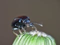 Blue mint beetle - Macro Shot Royalty Free Stock Photo