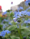 Macro photo with blurred background of delicate blue flowers