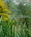 Macro photo with blurred background of forest green, spider and cobwebs in the glare of sunlight